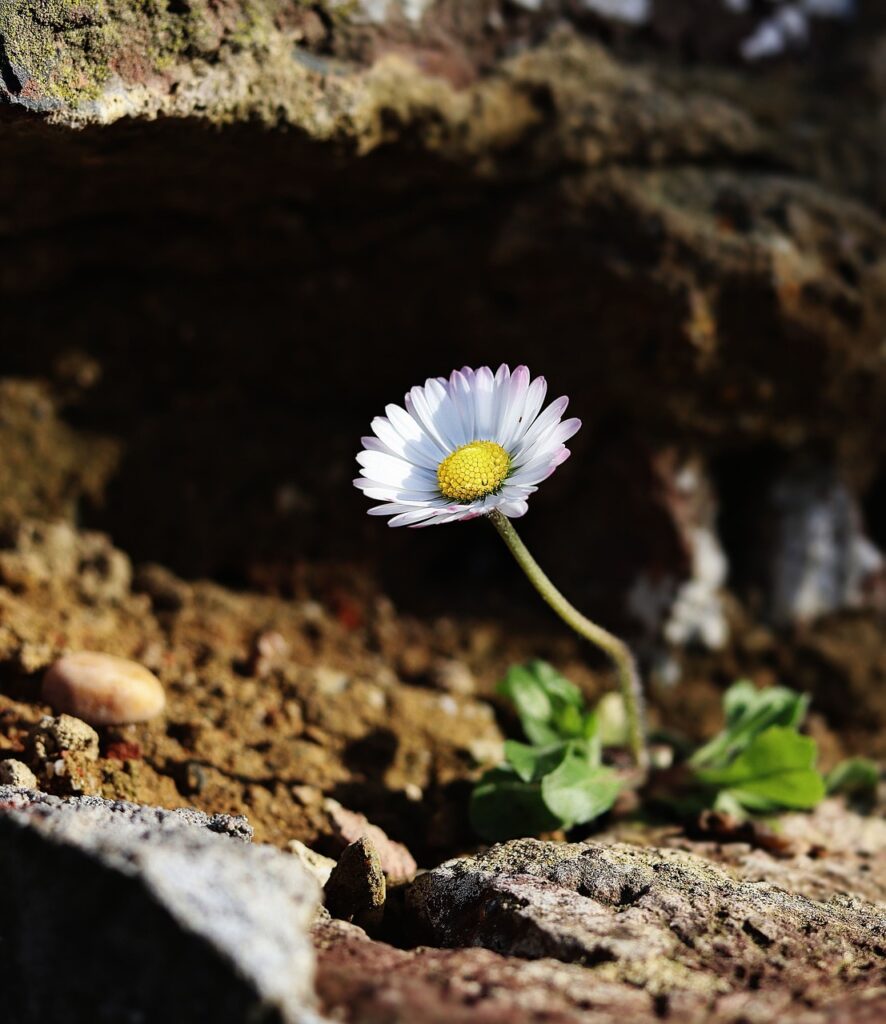 daisy, freedom, nature-5009524.jpg